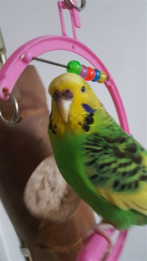 Budgie Rainbow 🎉 - Budgie Pictures - Budgie Community Forums