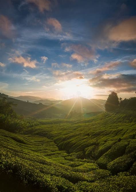 Beautiful Sunrise at Tea Plantation Stock Photo - Image of landscape, agriculture: 126788102