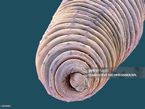 Earthworm Closeup High-Res Stock Photo - Getty Images