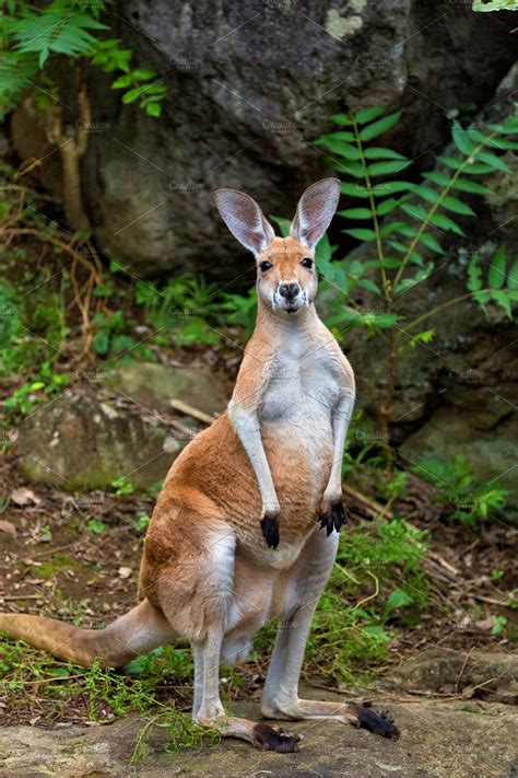 Red Kangaroo | High-Quality Animal Stock Photos ~ Creative Market