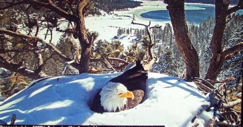 BIG BEAR BALD EAGLE LIVE NEST - CAM 1