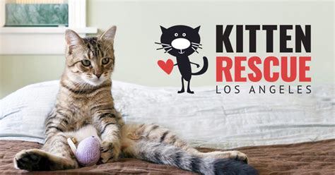 Kitten Rescue • Los Angeles