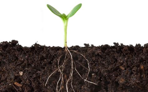 Do All Plants Have Roots? | Wonderopolis