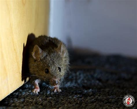 How To Mice Proof Your Home Rochester Mouse Control Pros