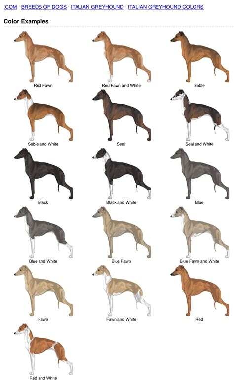 Italian Greyhound Colors | Italian greyhound dog, Italian greyhound, Greyhound