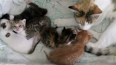 Little kittens sleeping next to their mother - YouTube