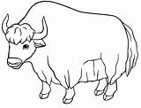 A Normal Yak sketch template
