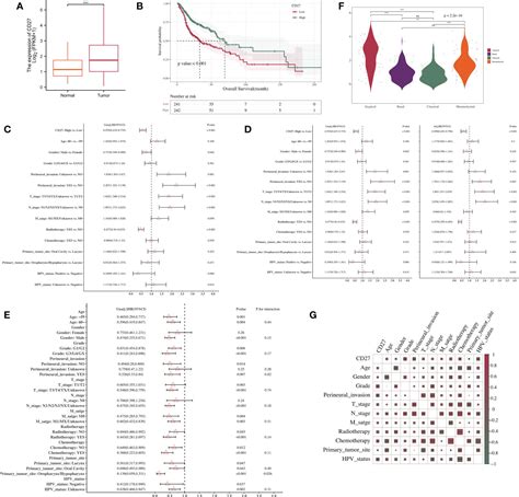 Frontiers | Constrast-enhanced computed tomography radiomics predicts CD27 expression and ...