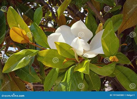 Branches of Southern Magnolia Tree with Leaves and Flower Stock Photo ...