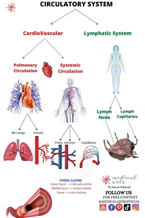 A diagram of the circulatory system components, circulatory system, systemic circulation ...