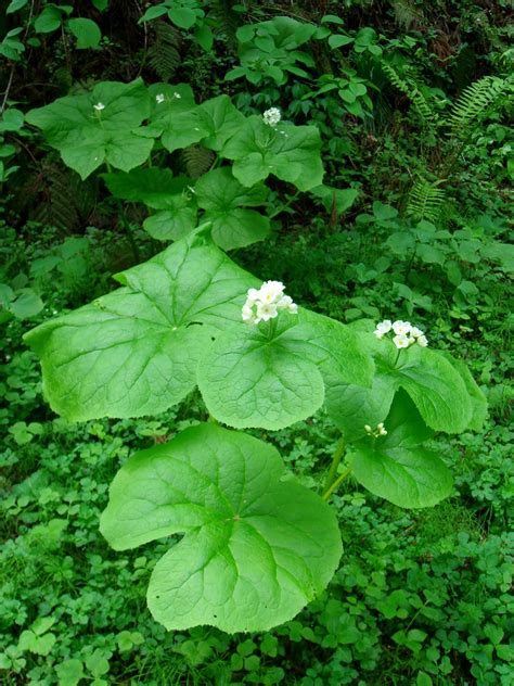 Diphylleia grayi F. Schmidt