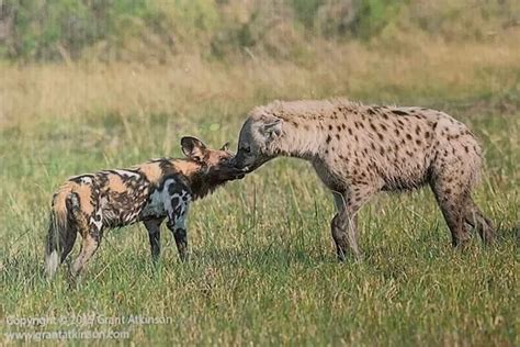 Painted wolf aka African wild dog and hyena in a nose-to-nose ...