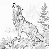 Realistic Wolf Howling Coloring Pages sketch template