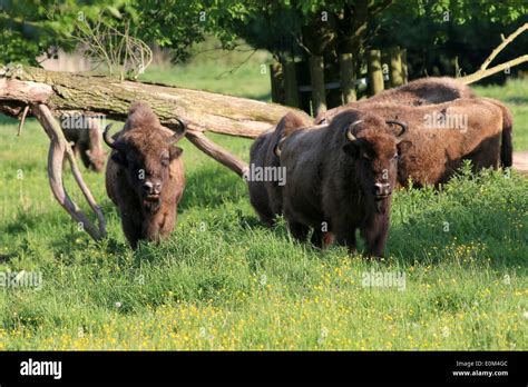 Herd of European bison or wisents (Bison bonasus Stock Photo - Alamy