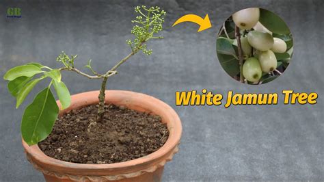 how to grow jamun tree in a pot - [Beginners Guide] - Ispru.