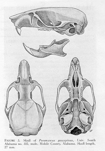 Real Complete Nutria Rat Skull (Large Louisiana Rodent) | Rats ...