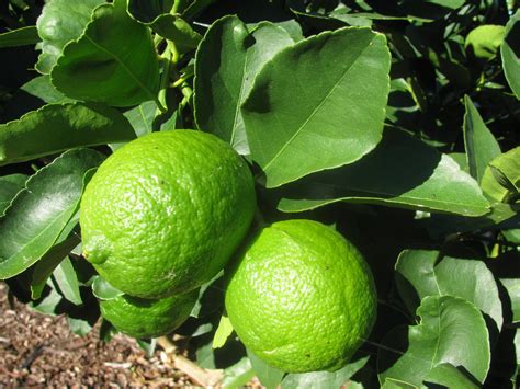 Tahitian Lime Tree - Plants for Spaces