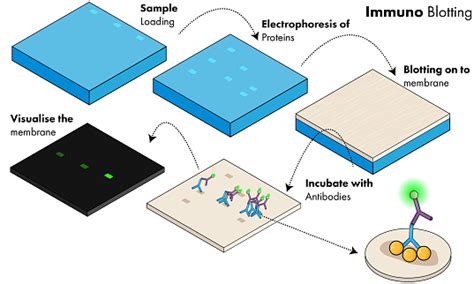 生化学的分析における免疫ブロット法タンパク質同定用ウェスタンブロッティングの種類 - イラストレーションのベクターアート素材や画像を多数ご用意 ...