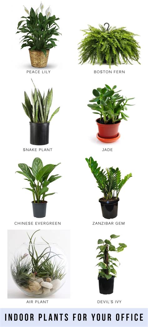 Indoor plants for your office