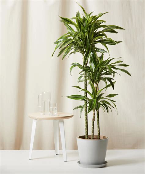 16 Best Indoor Plants For Air Purification And More, Per Experts