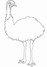 Colouring Emu Australian Coloring Animals Drawing Animal Drawings  sketch template