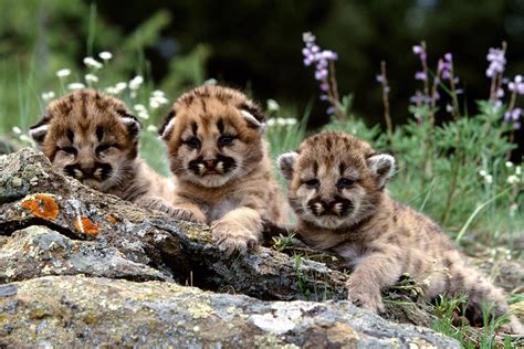 Cheetah Cubs Wallpapers - Wallpaper Cave