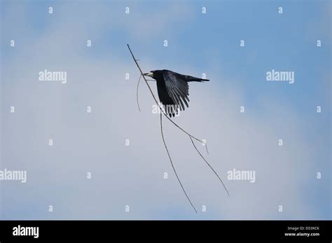 Rook nest hi-res stock photography and images - Alamy