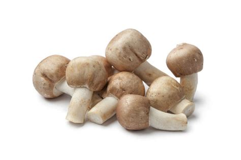 Agaricus Blazei Murill Extract,Agaricus Blazei Murill,Agaricus Blazei Extract,Agaricus Blazei Powder