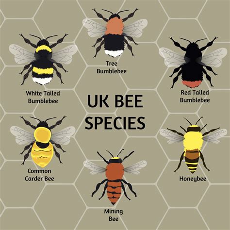 Easy Bee Identification: A Visual Guide To 16 Types Of Bees, 44% OFF