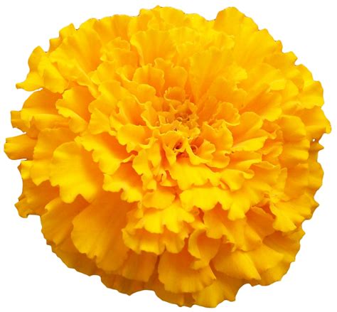 Mexican marigold Clip art - Marigold PNG Photo png download - 1100*1019 ...