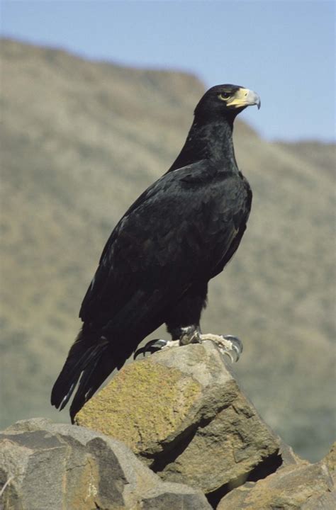 Black Eagle | Animal Database | Fandom