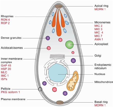 Schematic representation of T. gondii tachyzoite morphology ...