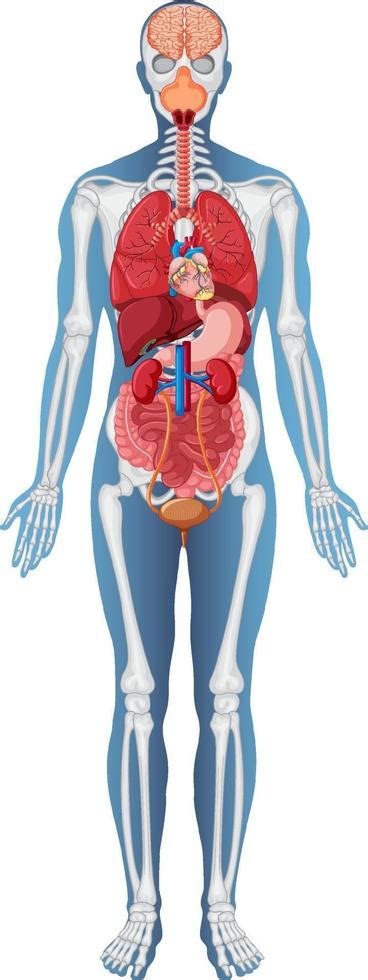 Anatomical Structure Human Body 8136635 Vector Art at Vecteezy