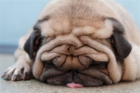 Funny Tired Dogs New Photos/Pictures 2012 - Pets Cute and Docile