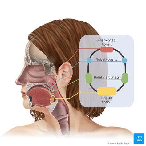 Anatomy And Histology Of The Types Of Tonsils Kenhub, 56% OFF