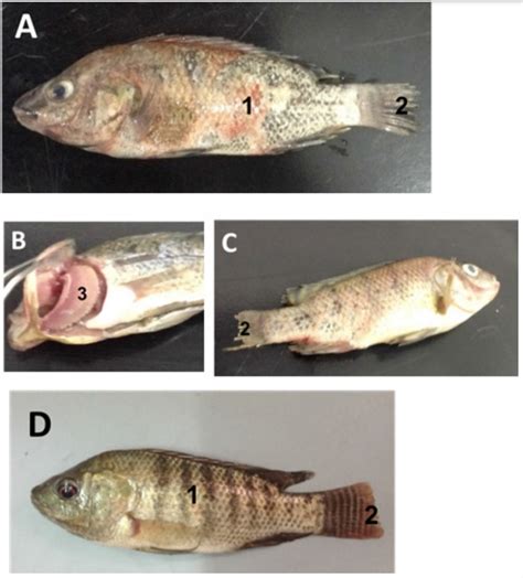 [INFOMINA] 5 Diseases Caused by Bacteria on Tilapia, Red Tilapia