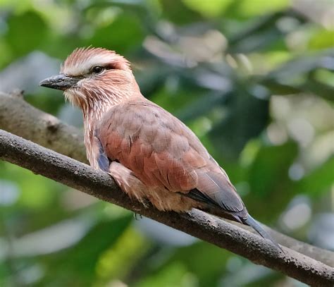 Coraciiformes - Kingfishers, Hornbills Photo Gallery | Wildlife Journal ...