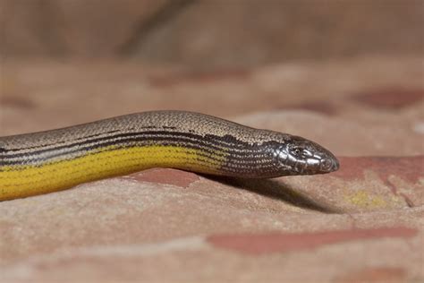 Baja California Legless Lizard ~ Reptiles World