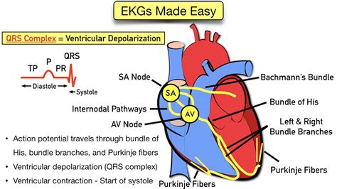 ECG Waveform Explained: EKG Labeled Diagrams and Components — EZmed