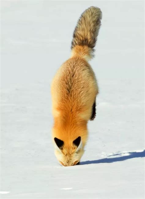 Amazing photos of a fox leaping on its prey and landing headfirst in snow - Mirror Online