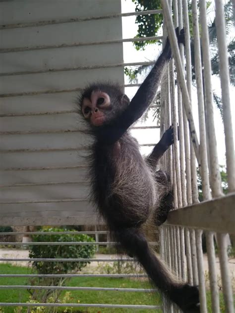 Baby Spider Monkey abandoned in Merida is rescued by PROFEPA - The Yucatan Times