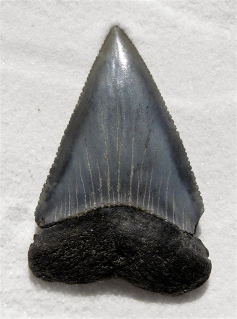 Fossil great white shark tooth Photograph by Werner Lehmann - Pixels