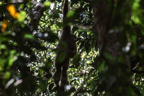 Visiting Gunung Leuser National Park: What You Need To know!