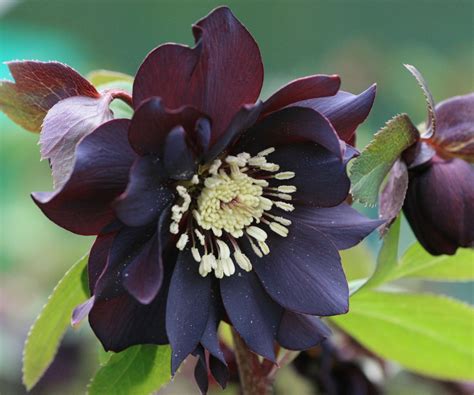 Hellebore varieties: 10 stunning types to grow | Homes & Gardens