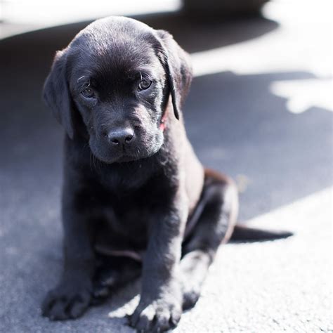 Black Lab Puppy Sad - Free photo on Pixabay