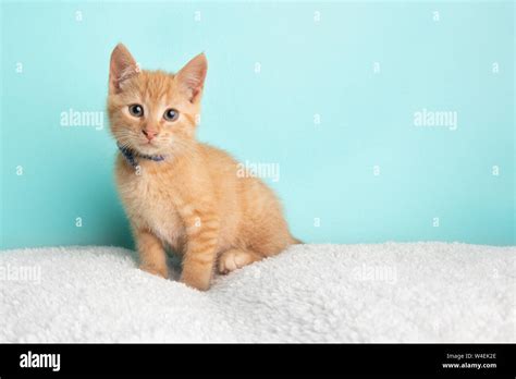 Cute Young Orange Tabby Cat Kitten Rescue Wearing Blue and White Poka ...