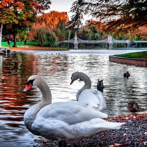 Boston Public Garden | Boston public garden, Public garden, Boston public