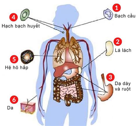 Tăng cường hệ miễn dịch là gì? Làm sao tăng cường hệ miễn dịch - Hồng sâm Hàn Quốc nhập khẩu ...