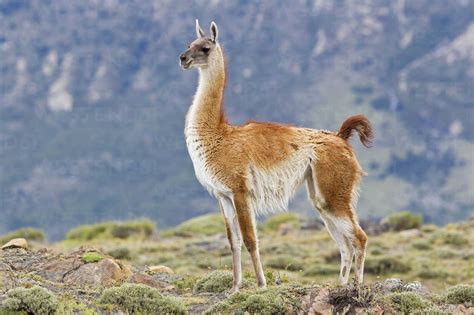 South America, Chile, Patagonia, Guanacos in torres del Paine national ...