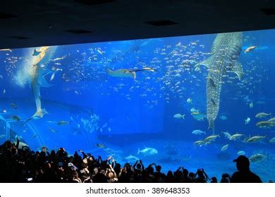 Whale Shark Churaumi Aquarium Okinawa Stock Photo 389648353 | Shutterstock